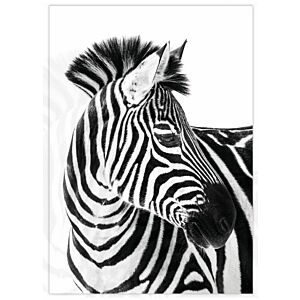 Poster A4 Zebra