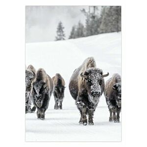 Poster A5 Bison