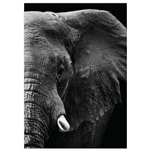 Poster A4 Olifant